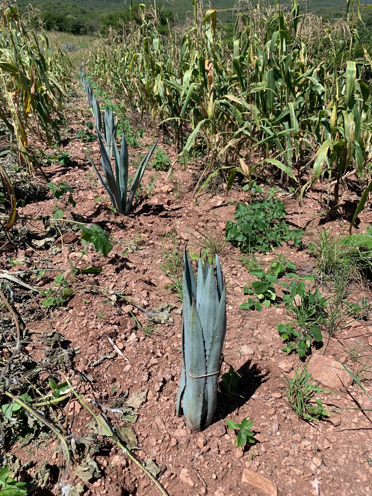 Milpa